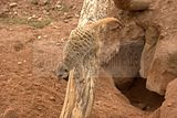 leipzig zoo-01_07_2011_zoo_allgemein_317